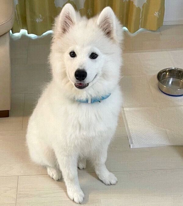 見た目が 別犬 レベルの変貌を遂げた時期も サモエド子犬の成長過程に驚き いぬのきもちweb Magazine