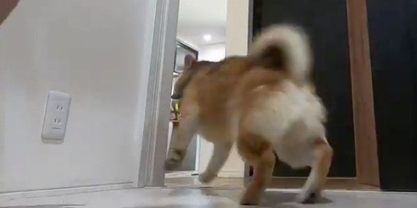 食い逃げするおにぎりくん