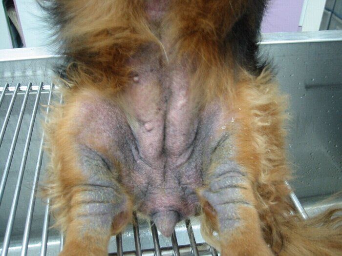 マラセチア性皮膚炎で下腹部に赤みが出たミニチュア・ダックスフンドの写真(症例写真提供/斉藤動物病院)