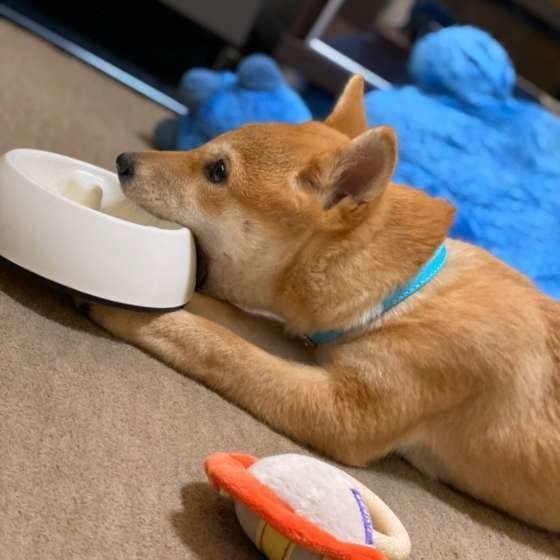柴犬ドンちゃん、食べれない!
