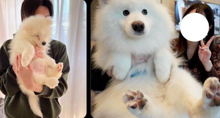 ダッツくんの成長ビフォーアフター写真