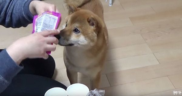シャッフルゲームに挑戦する柴犬