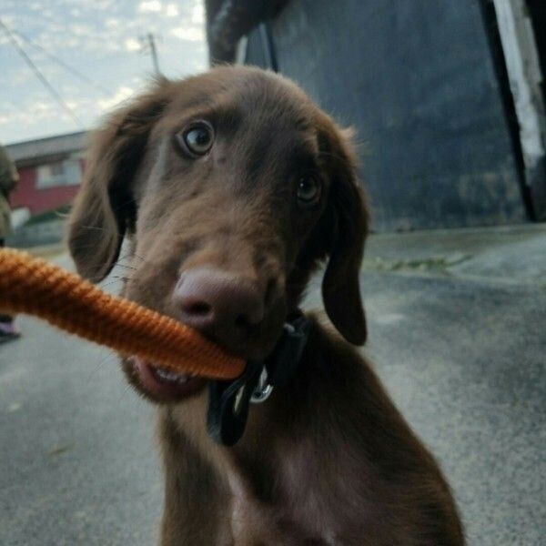 リードをかむ犬
