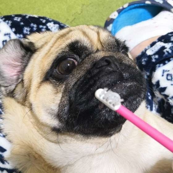 犬の歯磨き