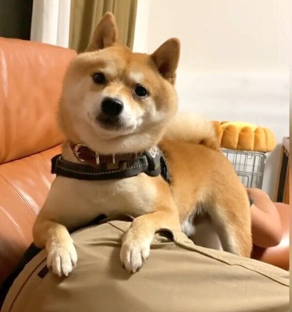 パパさんのそばにいたい豆千代くん