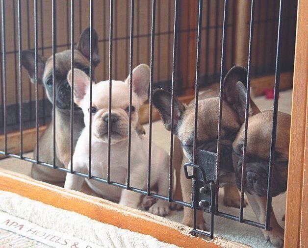 フォーンの両親から生まれたクリームのミルクちゃん。ほかの3頭は両親と同じフォーン