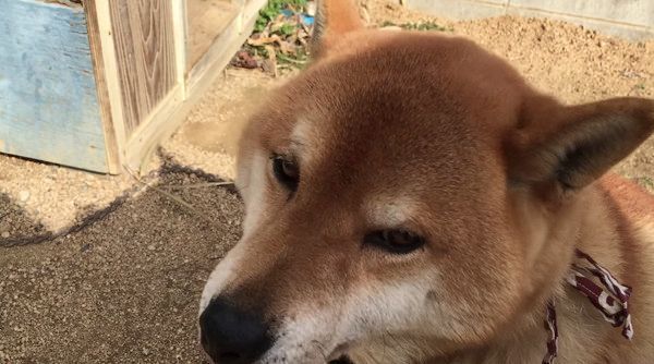 めんどくさそうになでなでを要求する柴犬