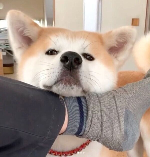 あごのせするジロウちゃん