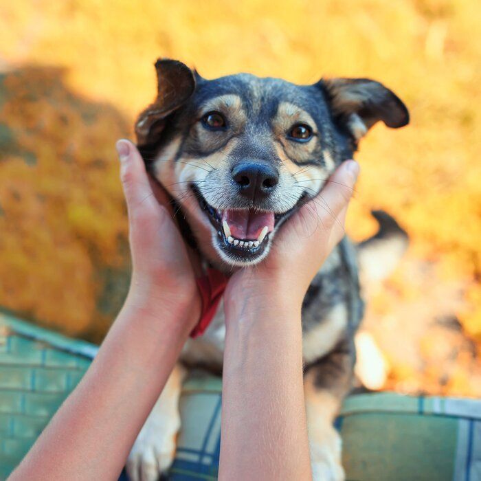 ニコニコ笑顔の犬