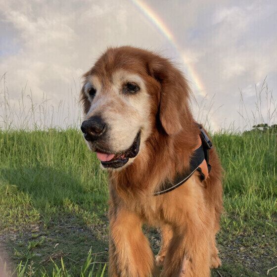 ���Υ��˥����������äơ���Ϸ�����ԡ��ɤ��䤫�ˤ��륳�Ĥ�ð�դ�����