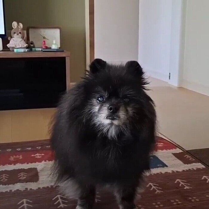 撮影をする飼い主さんの前に戻ると、ピタッと止まるどん吉くん