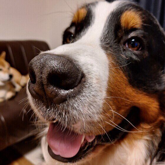 バーニーズ・マウンテン・ドッグと柴犬