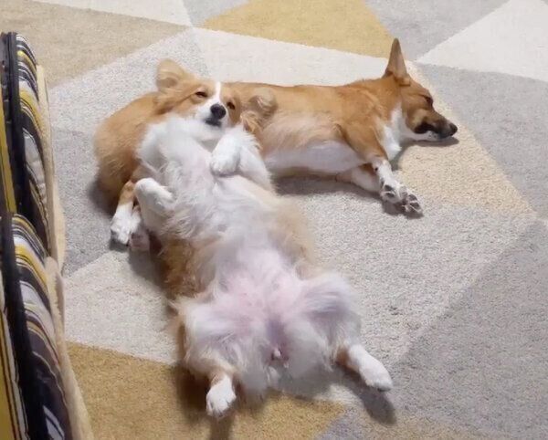 仲良く眠るちいくん、むうちゃん