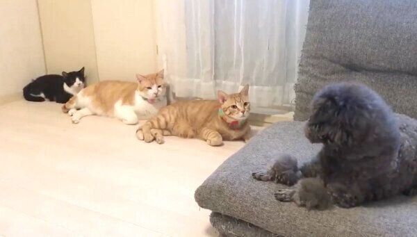 猫たちを二度見するお友達ワンちゃんのちゅらちゃん