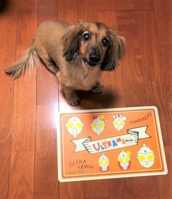 愛犬と比べてみると?
