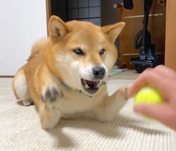 お手手をバンバンする福くん