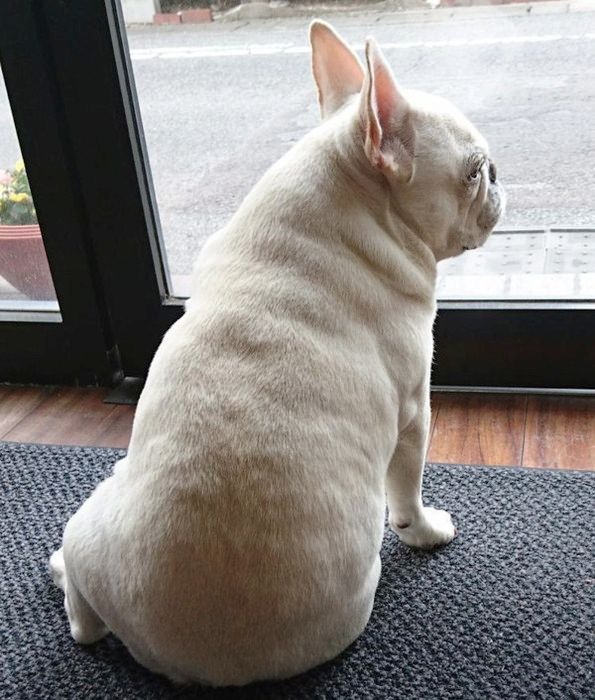ご主人の帰りを待つ犬