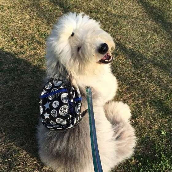 大助ちゃん