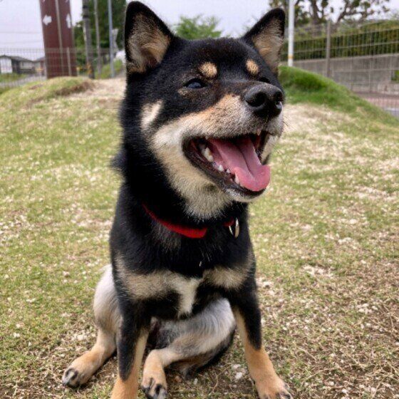 柴犬のくぅちゃん