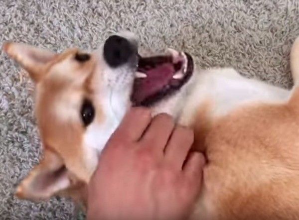 柴犬