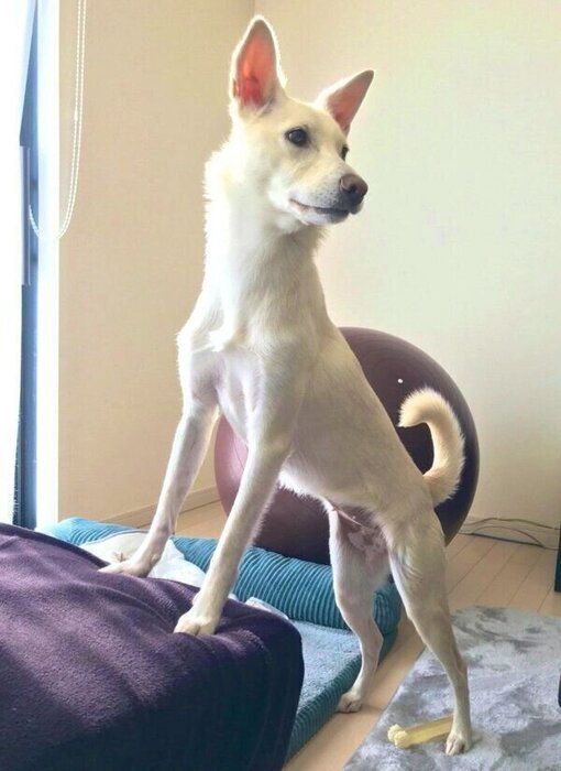 お父さんの帰宅を察したハクちゃん
