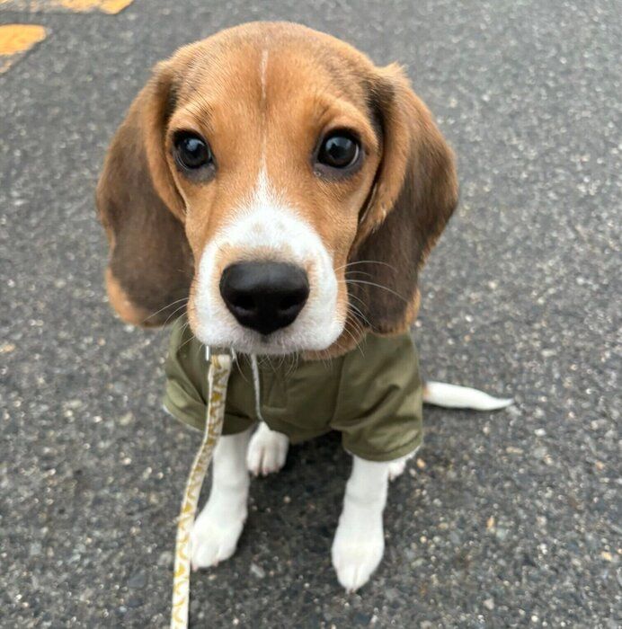 散歩するぽぴいくん