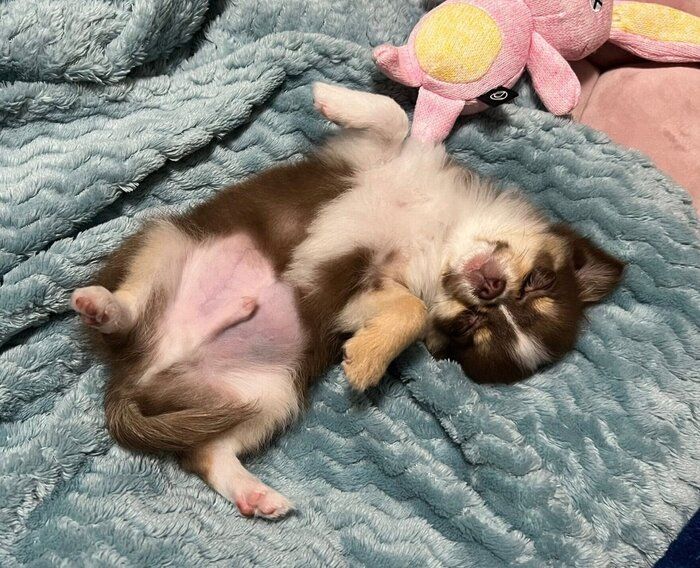 お迎えして数日後に撮影した虎狼丸くん