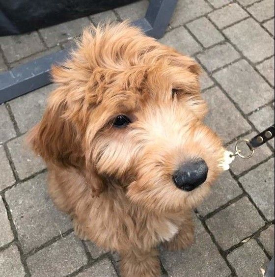 散歩する犬