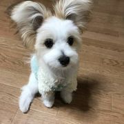 mix 雑種 中型犬に関する記事一覧 いぬのきもちweb Magazine mix 雑種 中型犬に関する記事一覧 いぬのきもちweb Magazine