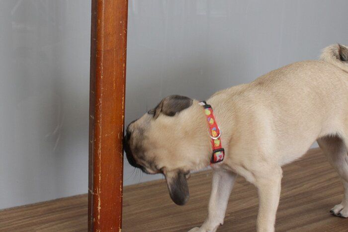 子犬期の必需品 かじりグセ防止スプレーが あんまり効かない といわれる誤解を解く 連載 西川文二の 犬ってホントは Vol 103 いぬのきもちweb Magazine