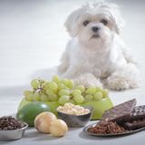 獣医師監修 犬にはちみつを与えるときは注意が必要 与えるメリットとデメリットを解説 いぬのきもちweb Magazine 獣医師監修 犬にはちみつを与えるときは注意が必要 与えるメリットとデメリットを解説 いぬのきもちweb Magazine