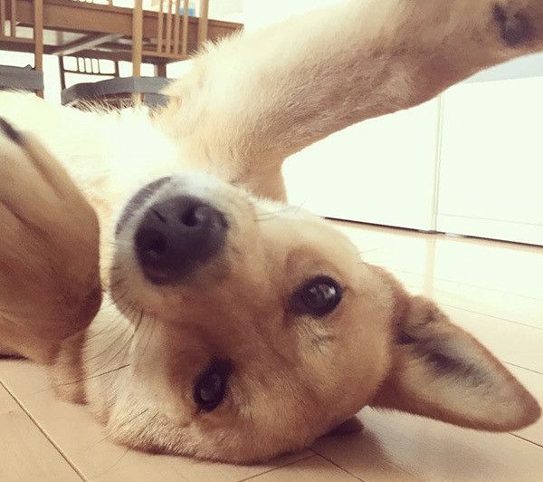 見つめる犬