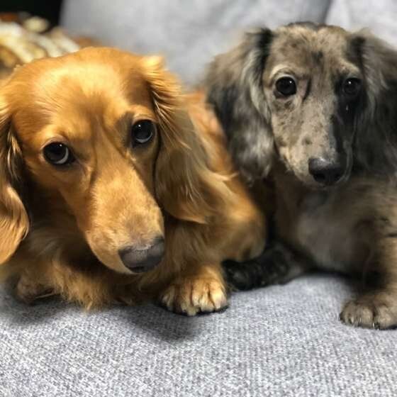 2匹のダックス