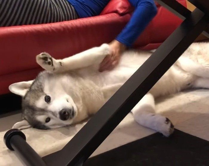 嫌がる犬
