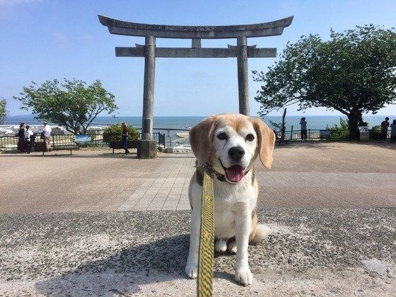 ビーグル