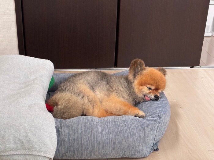 眠るファンタ犬