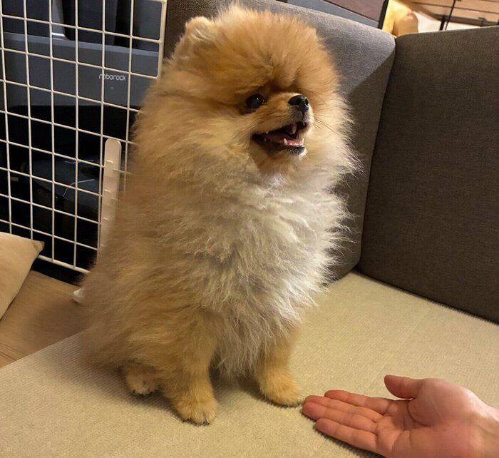 お迎えして1週間経ったころの大吉丸くん