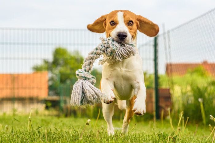 ロープをくわえて駆け寄ってくる犬