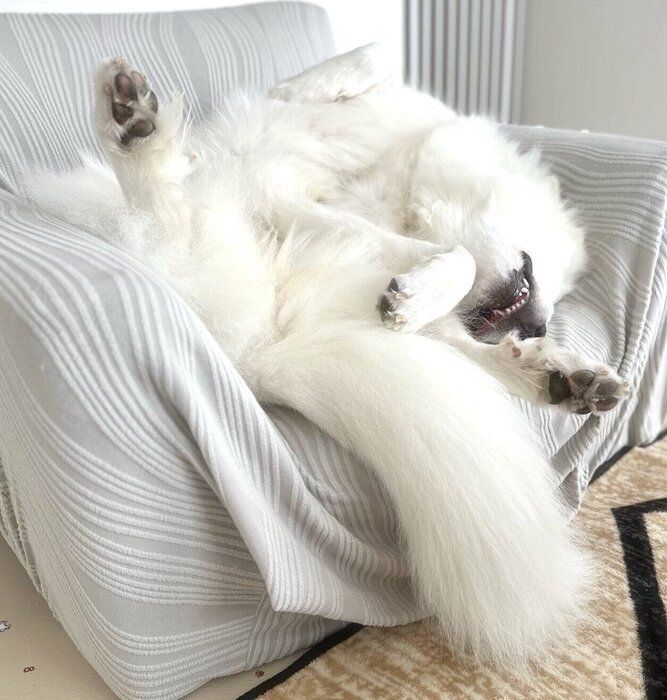 すごい体勢で眠るララちゃん