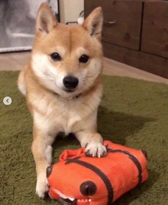 ツムツムを阻止する豆柴