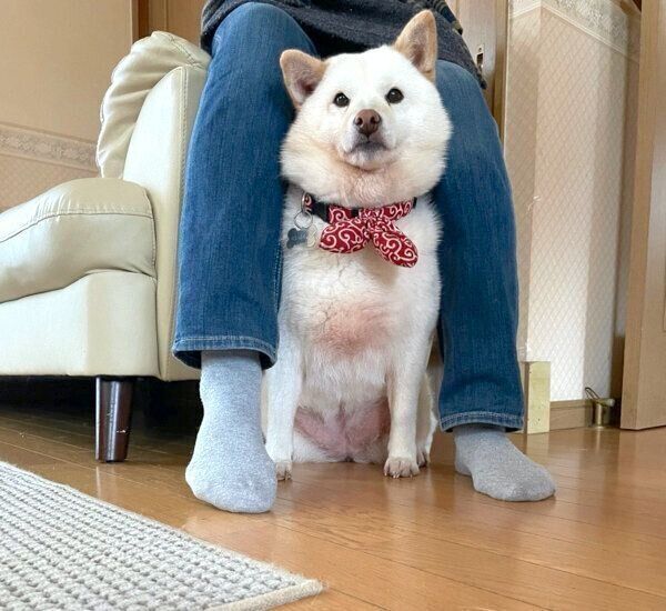 おばあちゃんの足の間に入るだいふくさん