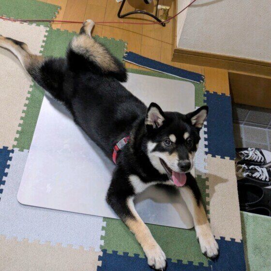 クールマットの上で休むワンちゃん