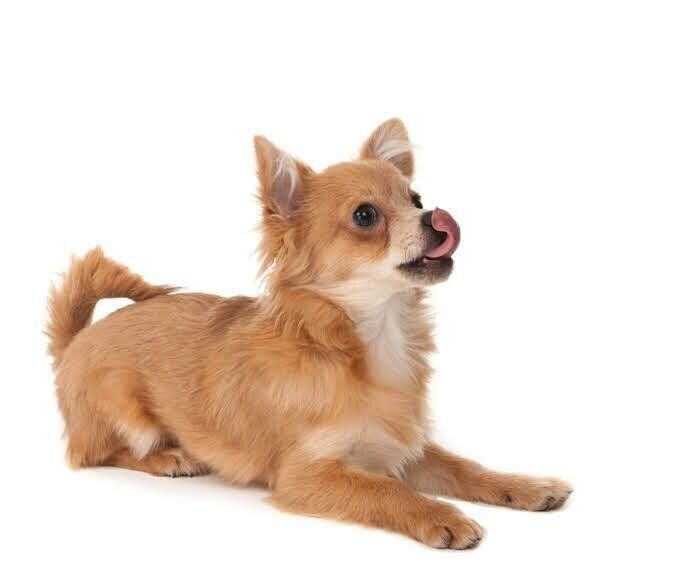 鼻をなめる犬