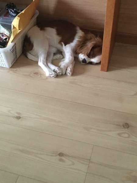 すみっこで寝る ミルトンくん