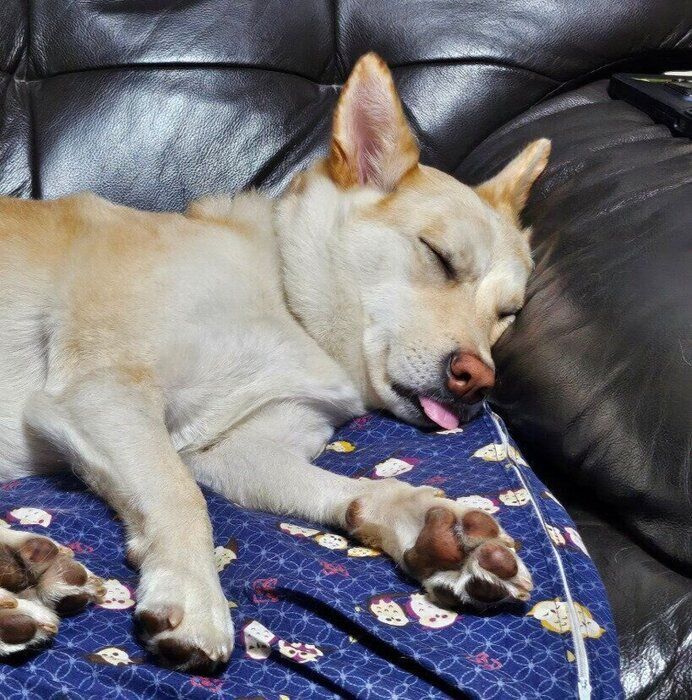 飼い主さんの実家で寝ている犬