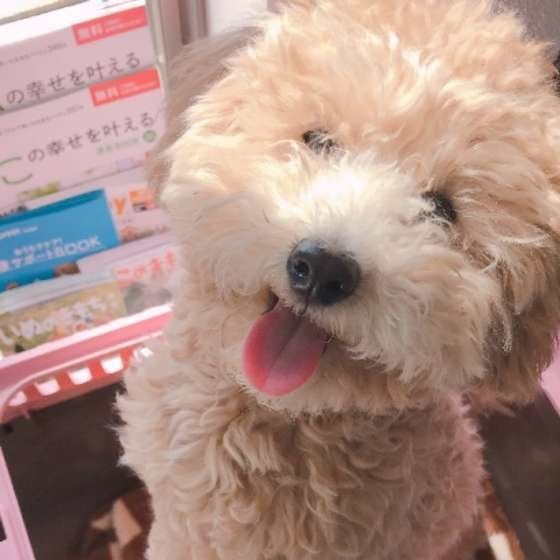 見つめるトイ・プードル