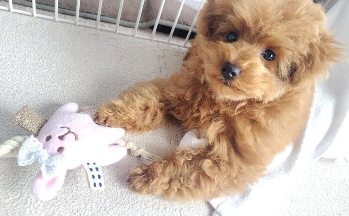 いたずら好きだった生後4カ月のトイ・プードル子犬が、1年後には意思疎通もバッチリ!今では「家族の中心」に