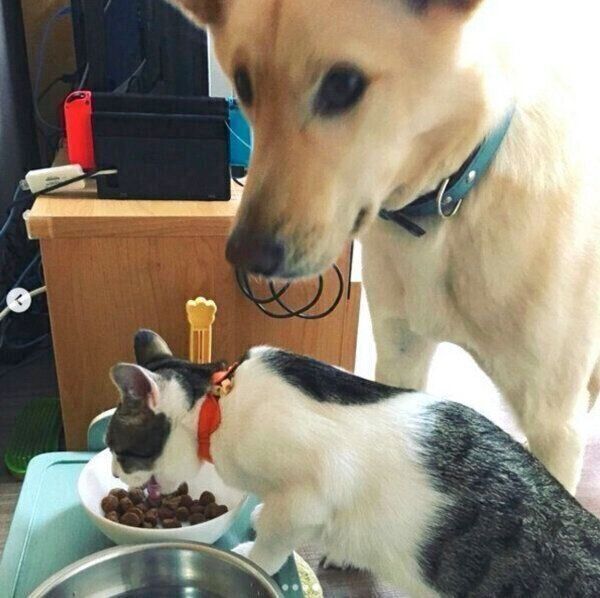 くるりちゃんのごはんを食べるななちゃん
