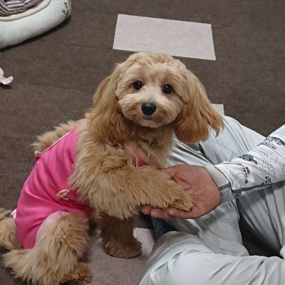 お手をする犬