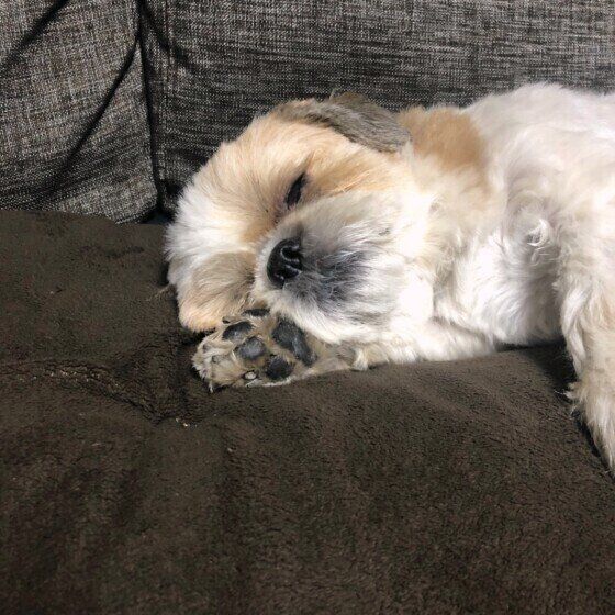 シー・ズーのファニーちゃん